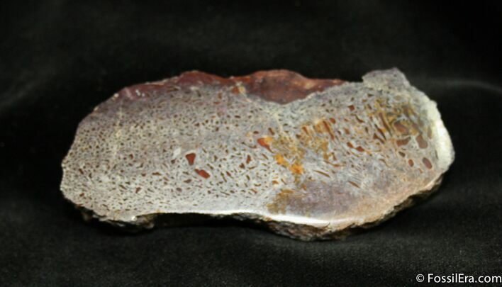 Polished Dinosaur Bone ( x inches) #888